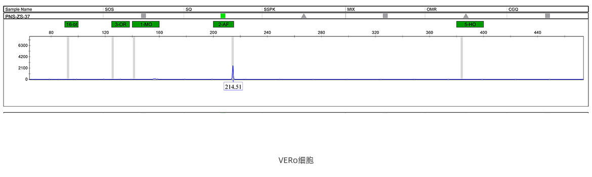 VERo細(xì)胞STR鑒定圖譜