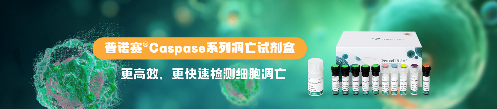 Caspase系列檢測試劑盒