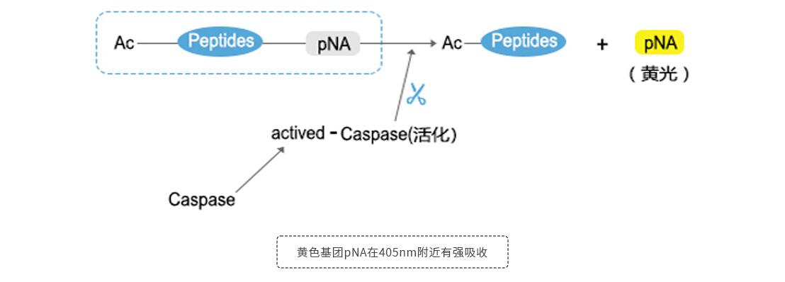 Caspase系列檢測試劑盒