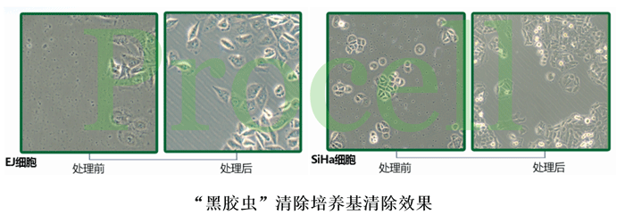 黑膠蟲清除效果圖--.gif