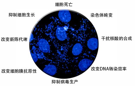 支原體污染特征.jpg