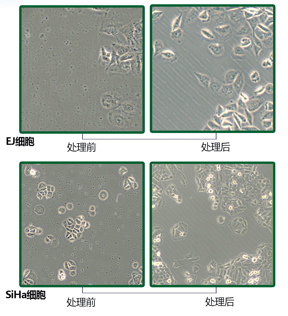 黑膠蟲清除前后對(duì)比