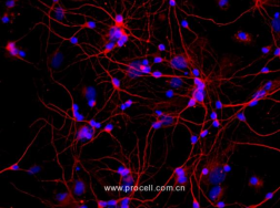  大鼠皮層神經(jīng)元細胞