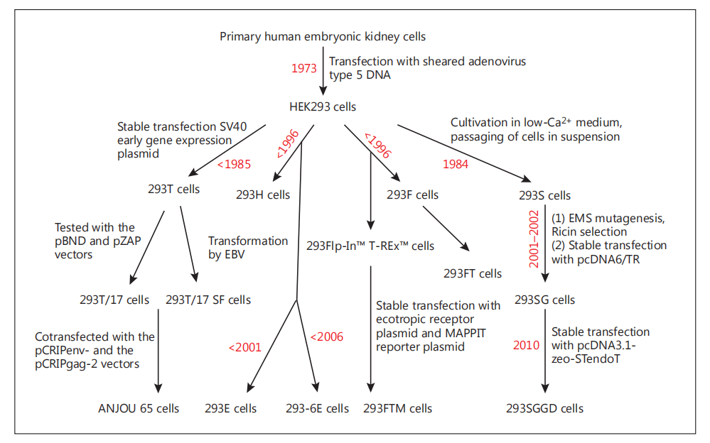 HEK293細胞系及其衍生/歷史的示意圖