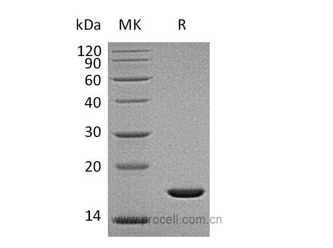 Procell-FGF-2/ bFGF/ FGF-b (Gly132-Ser288), Human, Recombinant