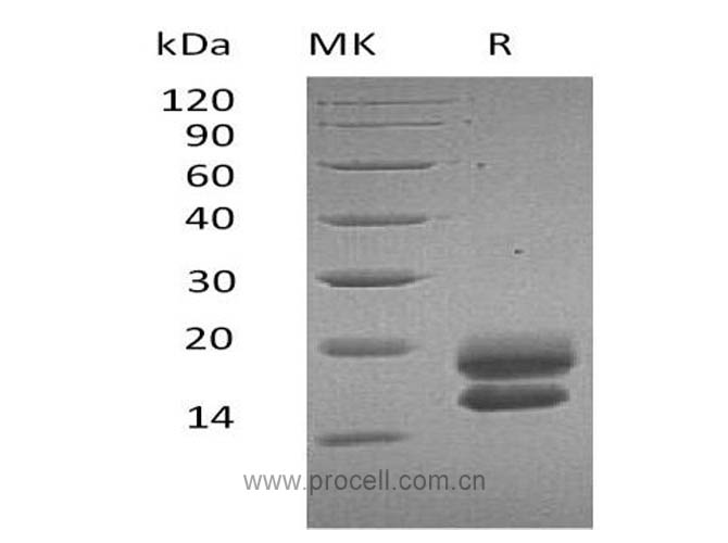 Procell-VEGF-A/ VEGF121 (C-6His), Human, Recombinant