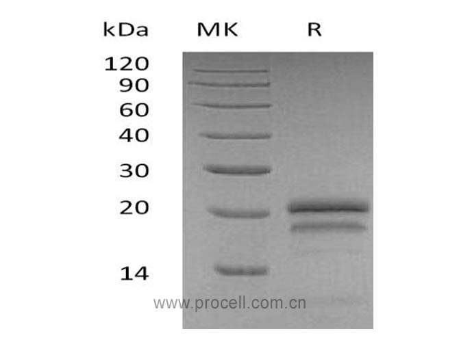 VEGF-A/ VEGF165, Human, Recombinant