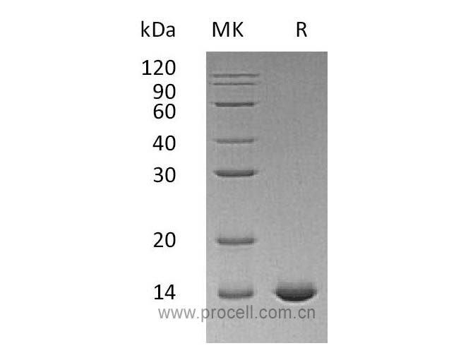 Procell-IL-2 (C145S), Human, Recombinant