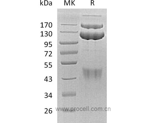 HGF R/ c-Met/ HGFR (C-Fc), Human, Recombinant