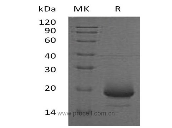 Procell-IL-4/ BSF-1 (C-6His), Human, Recombinant