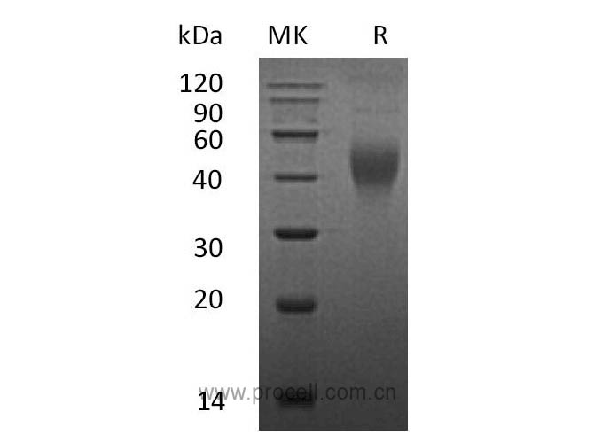 Procell-M-CSF/ CSF1, Mouse, Recombinant