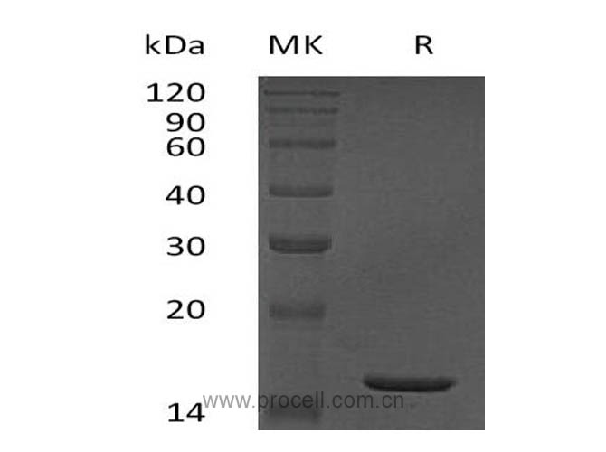 Procell-TNF-α/ TNFA/ TNFSF2, Human, Recombinant