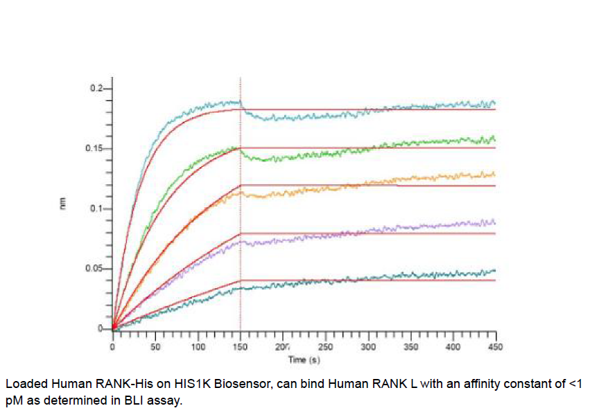 Procell-RANK/ TNFRSF11A/ CD265 (C-6His), Human, Recombinant