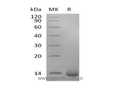 Procell-PDGF-BB/ PDGF2, Human, Recombinant