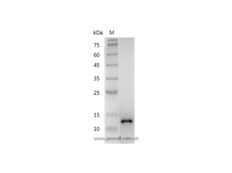 BDNF, Human/Mouse/Rat, Recombinant