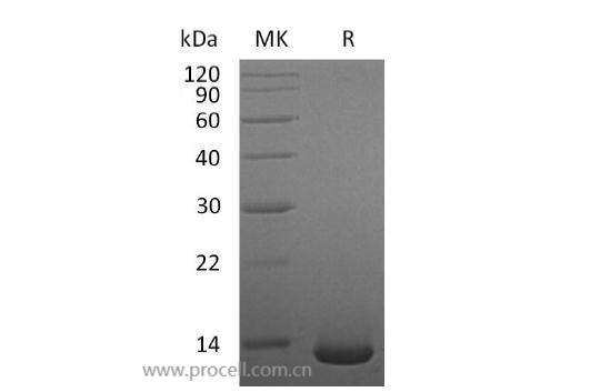 Procell-BMP-2/ BMP2A, Human, Recombinant