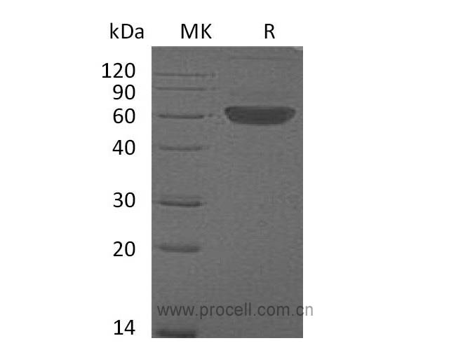 Flt-3L/ Flt3LG (C-Fc), Mouse, Recombinant