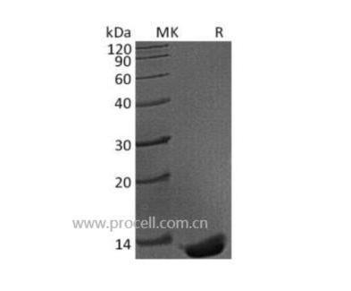 TGFβ1/ TGFB1, Mouse, Recombinant