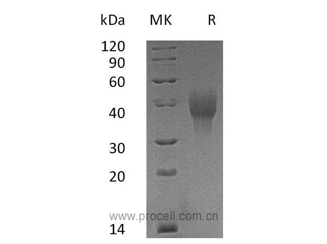 OX40/ TNFRSF4 (C-6His), Cynomolgus, Recombinant