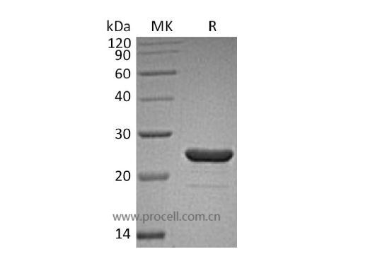 Procell-FGF-9/ HBGF-9/ GAF, Human, Recombinant