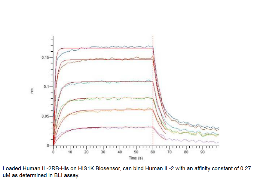 Procell-IL-2RB/ CD122 (C-6His), Human, Recombinant