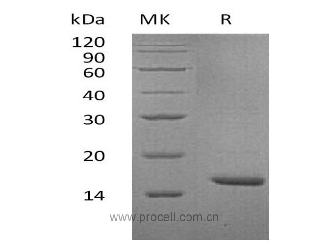 IL-36α, Human, Recombinant