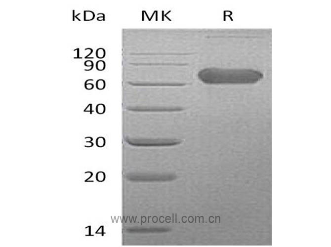 LTBR/ TNFRSF3/ TNFR3 (C-Fc), Human, Recombinant