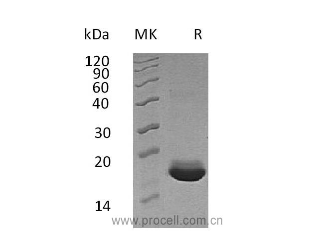 Procell-MANF/ ARMET/ ARP (C-6His), Human, Recombinant