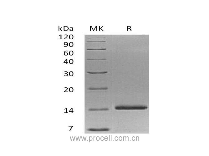 Procell-NT3/ NGF-2, Human, Recombinant