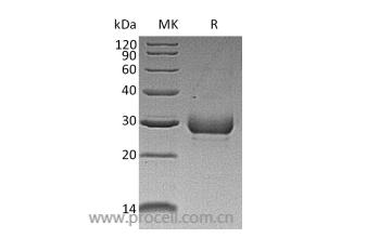 Noggin/ NOG (N-8His-Flag), Human, Recombinant