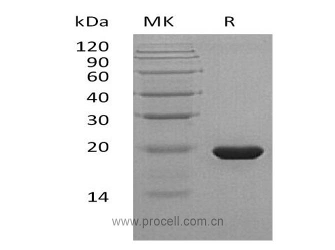 SHH (C24II), Human, Recombinant