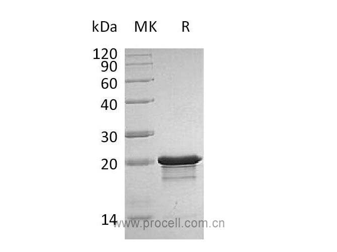 FGF-8B, Human, Recombinant