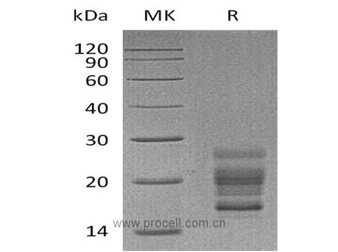 Procell-IL-17A/ CTLA-8/ IL-17, Mouse, Recombinant