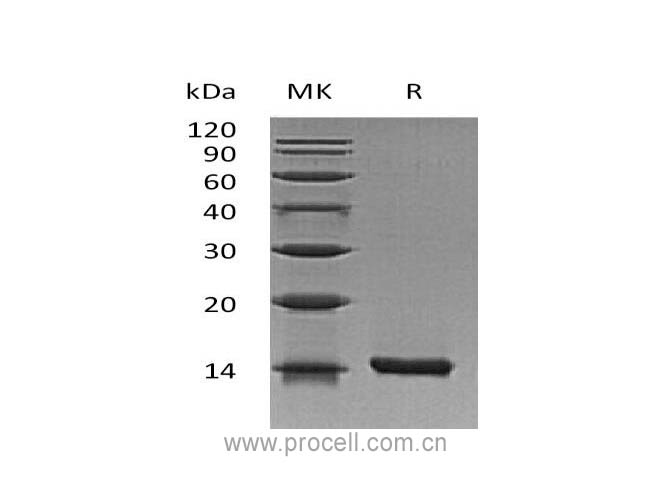 IL-22, Mouse, Recombinant