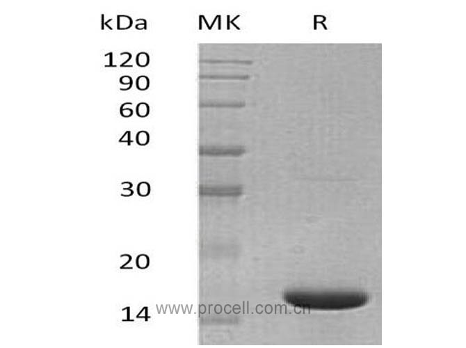 IL-36α/ Il36a/ IL-1F6, Mouse, Recombinant