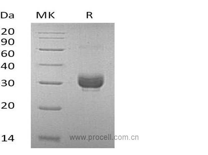 Noggin/ NOG (C-6His), Mouse, Recombinant