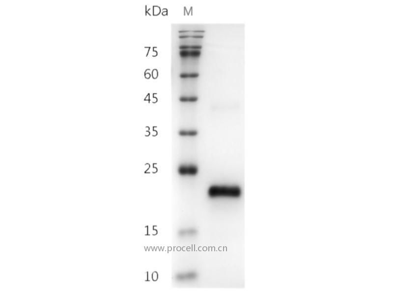 VEGF165/VEGF-A, Human, Recombinant