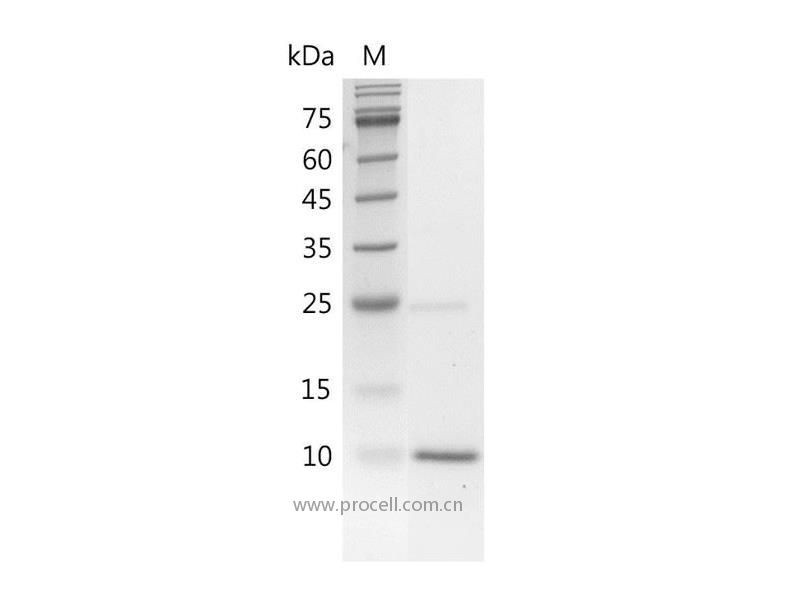 BMP-4/BMP-2B/DVR4, Human, Recombinant