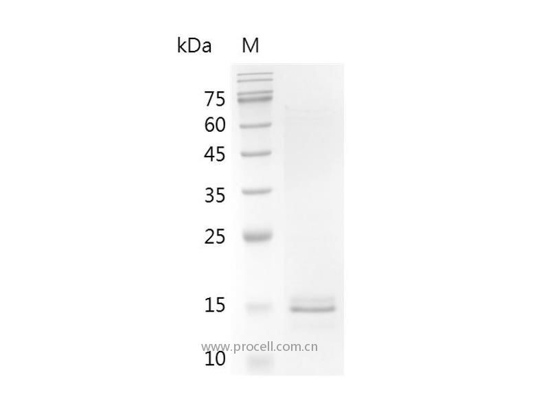 Activin A, Human/Mouse/Rat, Recombinant