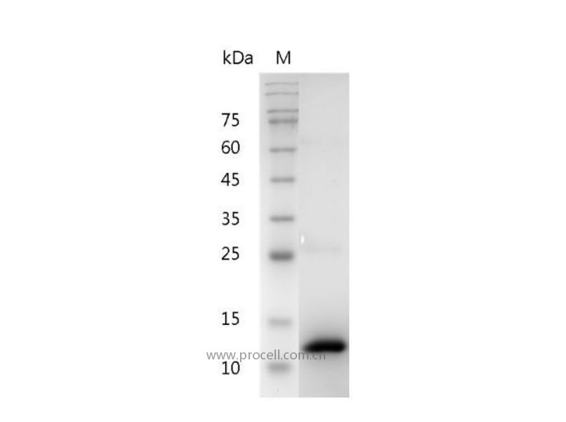 BMP-2/LEM/MCF, Human, Recombinant