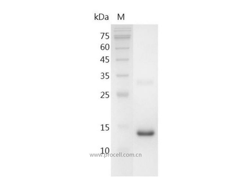 BMP-15/GDF-9B/ODG2/POF4, Human, Recombinant