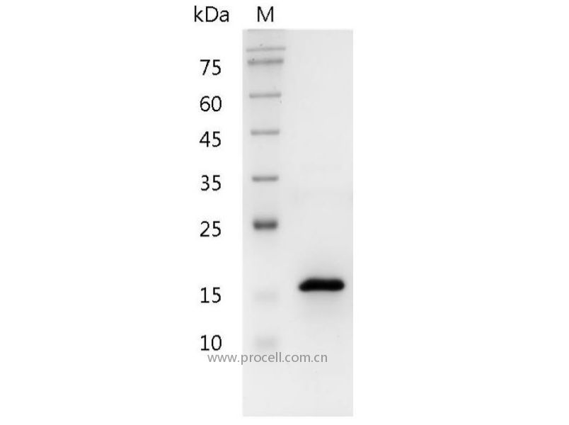 Pleiotrophin/PTN/HARP/HBGF-8/OSF-1, Human, Recombinant