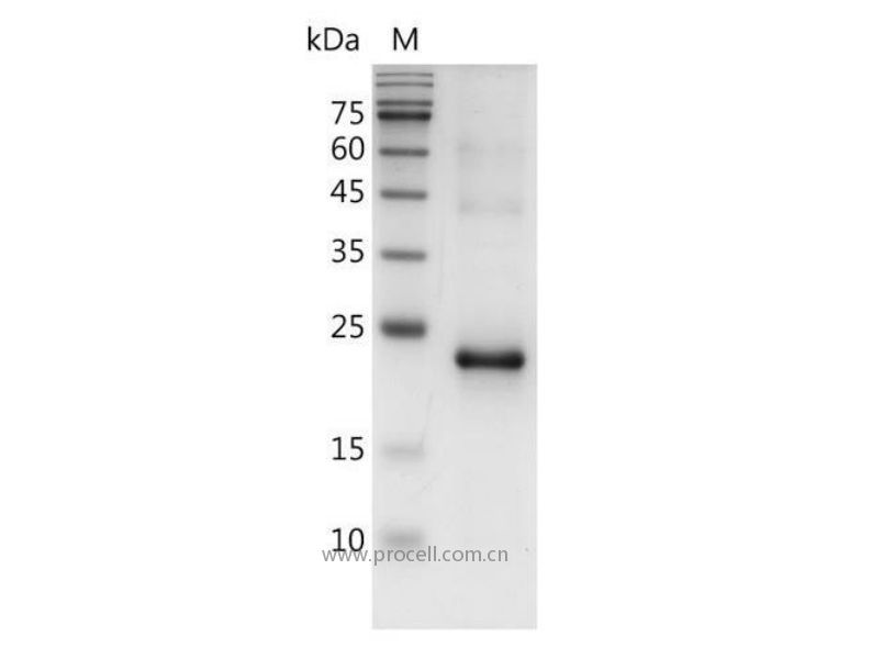 LIF, Mouse, Recombinant