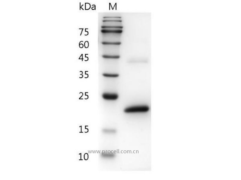 IFNα 1a/Ifa/Ifa8, Mouse, Recombinant