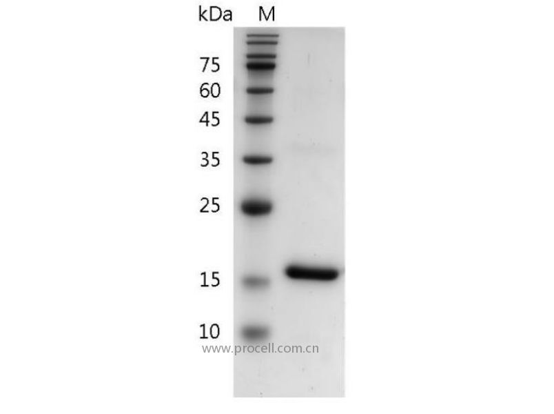 IL-18/IGIF, Mouse, Recombinant