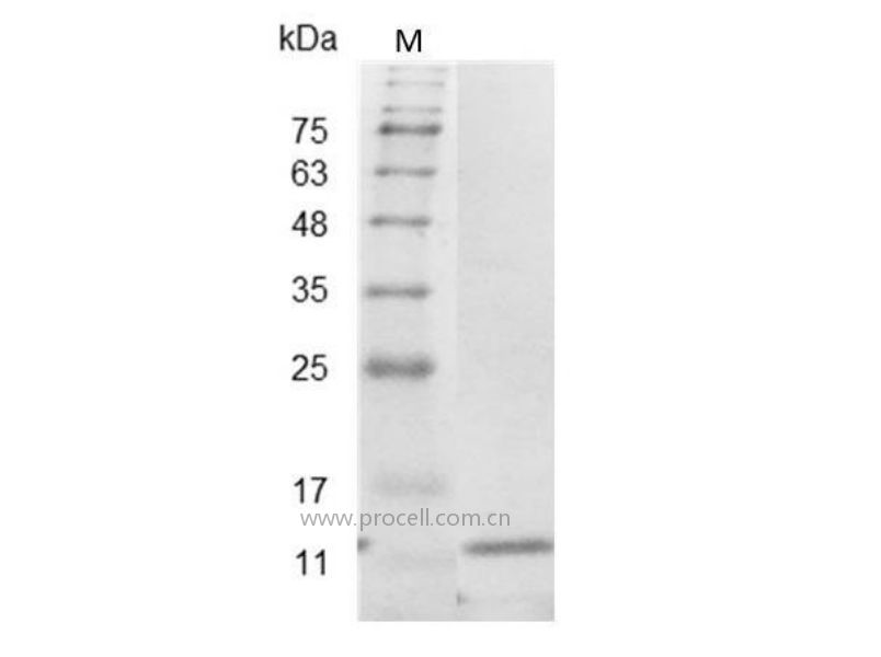 IL-5/EDF/BCDFII/TRF, Mouse, Recombinant