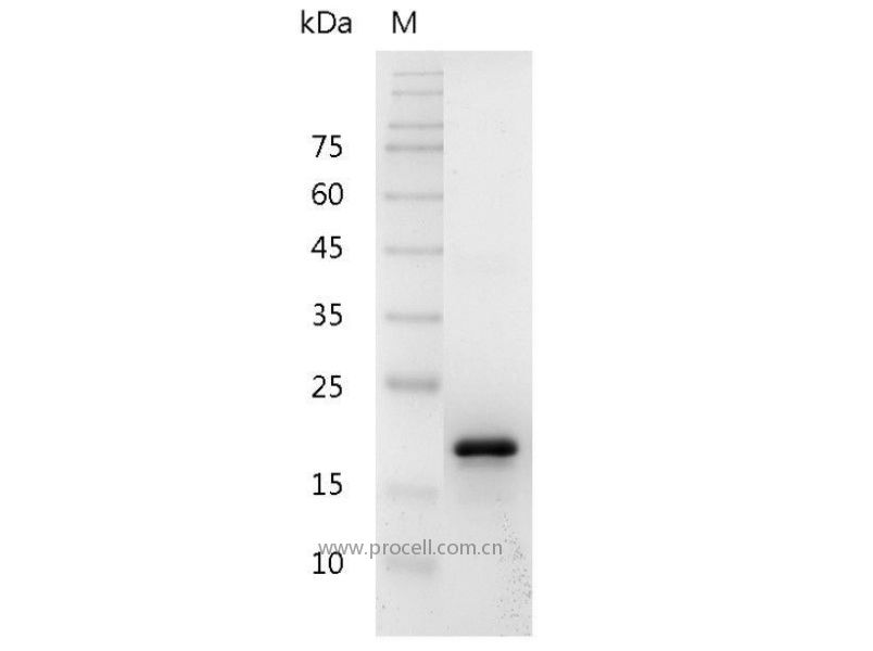 BAFF/TALL-1, Mouse, Recombinant