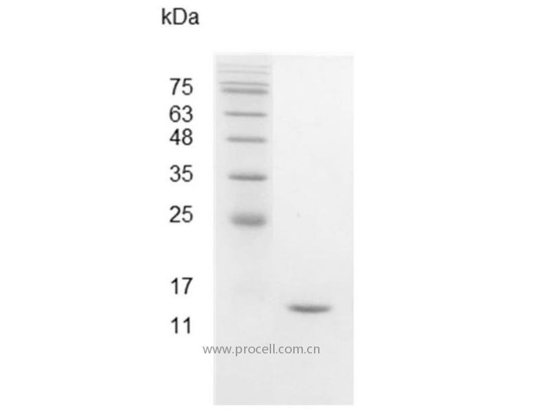 IFNγ/IFNG, Swine, Recombinant