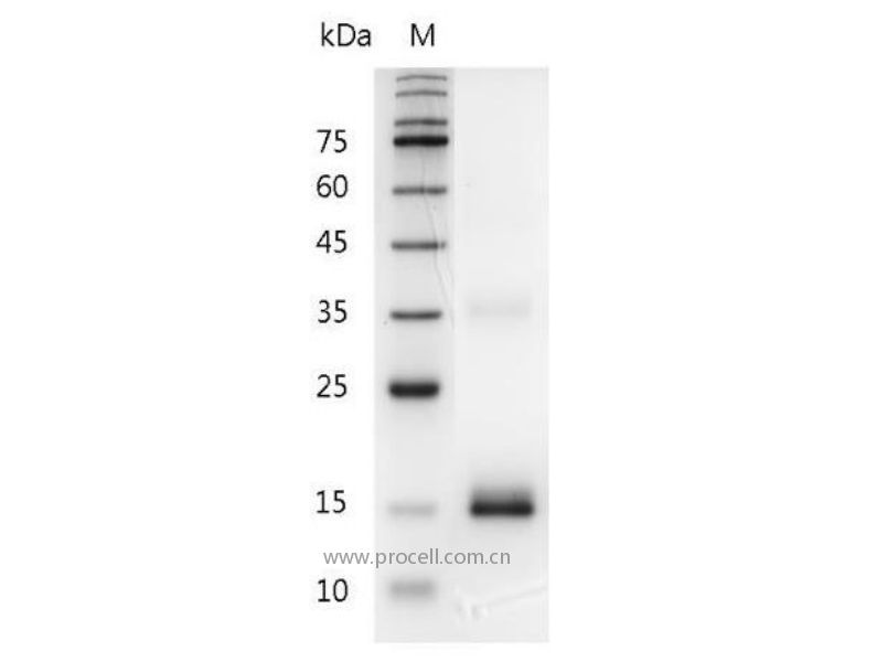 IL-7/LP-1, Mouse, Recombinant