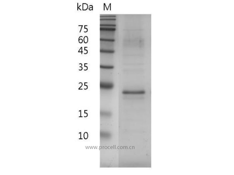 IL-17A/CTLA-8, Mouse, Recombinant